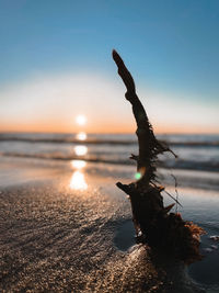 Close-up of driftwood on beach against sunset sky