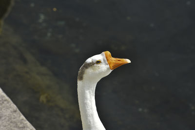 Close-up of a bird against blurred background