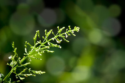 Close-up of fresh green plant