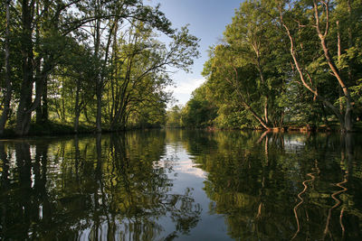 Scenic view of lake and trees in forest