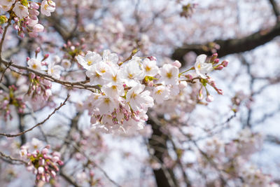 Close-up of cherry blossoms in spring