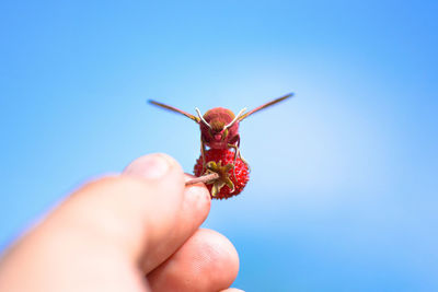 Close-up of hand holding ladybug against blue sky