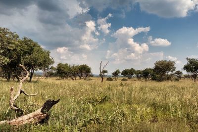 Crops growing on field against sky