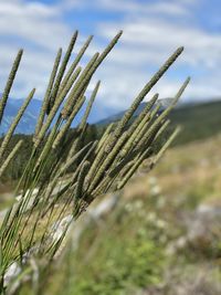 Close-up of stalks in field against sky