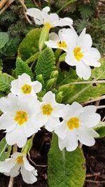 Close-up of white flowers