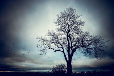 Silhouette bare tree on landscape against the sky