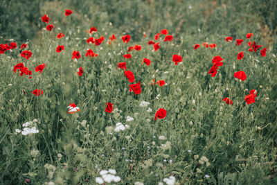 Close-up of red poppy flowers on field