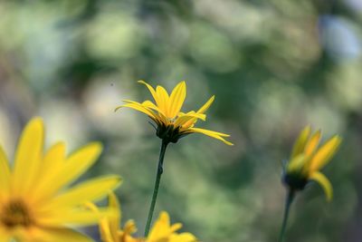 Close-up of yellow flowering plant