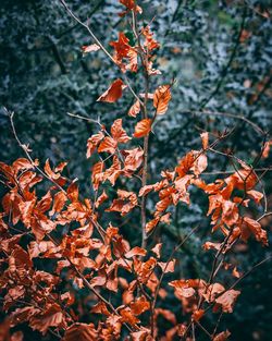 Close-up of autumn leaves on tree