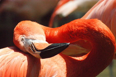 Close-up of duck