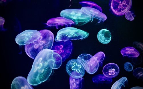 Jellyfish swimming in sea