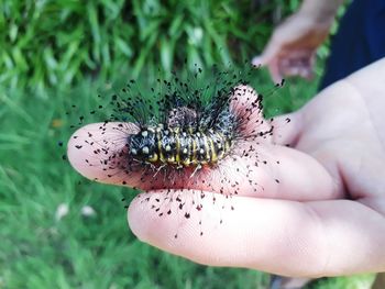 Close-up of butterfly on hand