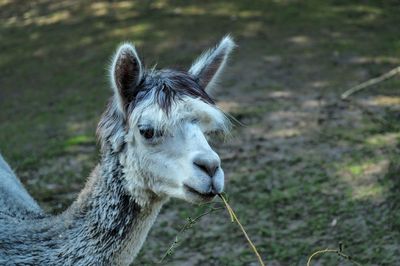 Close-up of an animal on land
