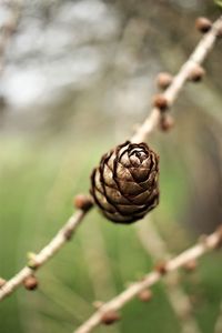 Close-up of dried acorn on branch