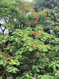 High angle view of plants growing in forest