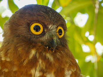 Close-up portrait of owl