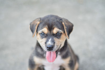 High angle portrait of a dog