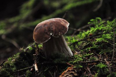 Close-up of mushroom growing in forest