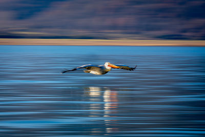 Bird flying over lake