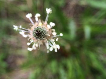 Close-up of flowers