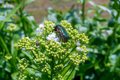 Close-up of insect pollinating on flower