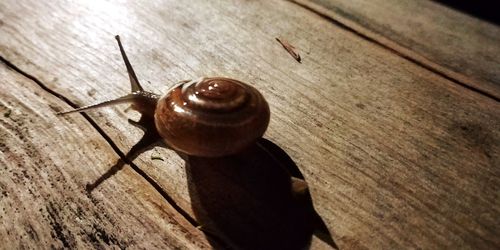 Close-up of snail on wood