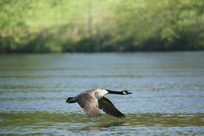 Bird flying over lake