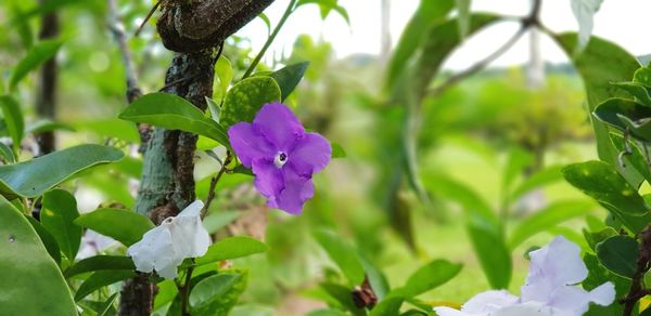 Close-up of flowers blooming outdoors