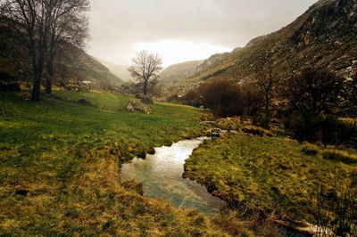 View of stream along trees on landscape