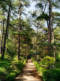 Trees in forest