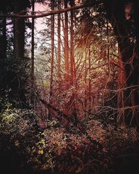 Trees in forest at night