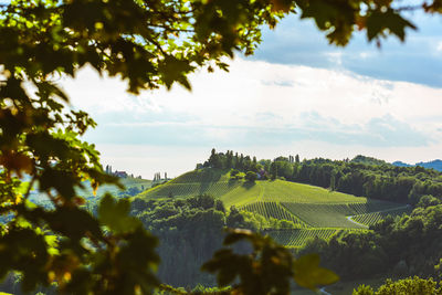 South styria vineyards landscape, near gamlitz, austria, eckberg, europe. grape hills view 