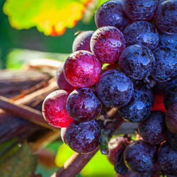 Close-up of grapes