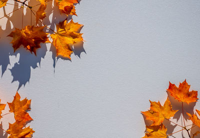 Close-up of maple leaves on plant during autumn