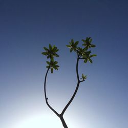 Low angle view of tree against clear blue sky
