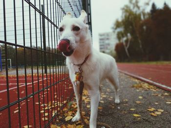 Dog tongue