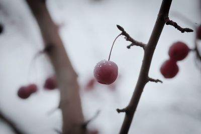 Close-up of berries growing on tree