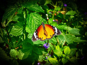 Close-up of butterfly pollinating on flower