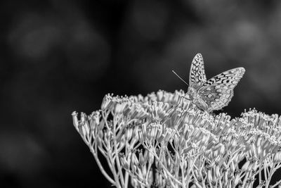 Close-up of butterfly pollinating flower