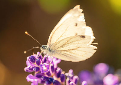 Close-up of butterfly pollinating on purple flower