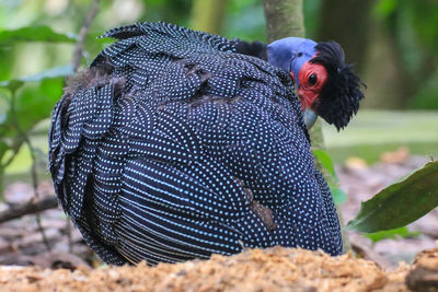 A bird with a red and blue head and spotted feathers grooming itself and looking into the camera. 