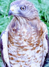 Close-up of owl perching