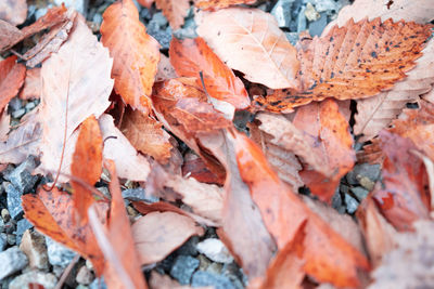 Full frame shot of dry leaves