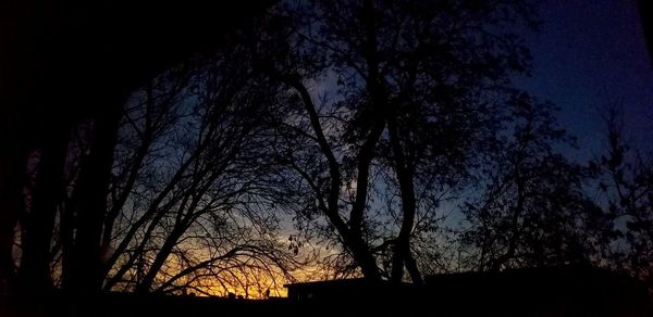 Low angle view of silhouette trees against sky at night