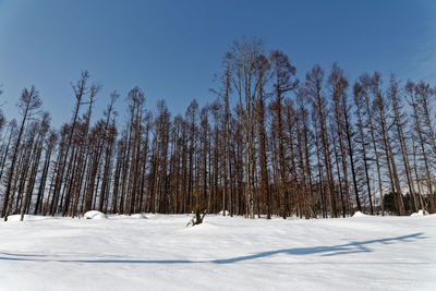 Barren trees on snow covered field against sky in niseko