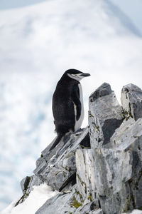 Chinstrap penguin on rocky ridge in sunshine