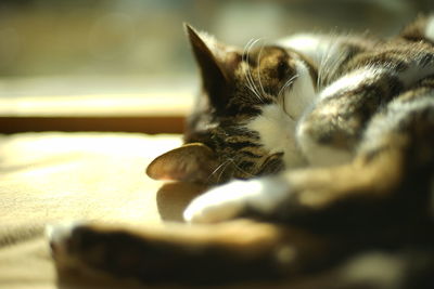 Close-up of cat lying on floor