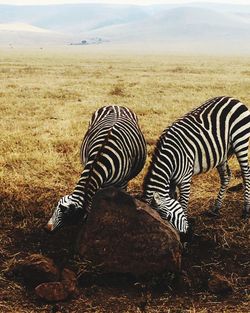 Zebra zebras on a field