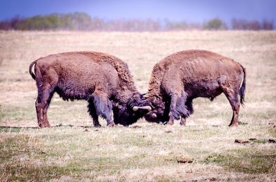 Side view of sheep on field