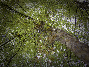 Trees in forest